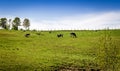 Holstein Friesians cattles in the pasture Royalty Free Stock Photo