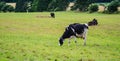 Holstein Friesians dairy cow grazing in a meadow. Royalty Free Stock Photo