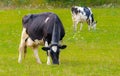 Holstein Friesians dairy cow grazing in a meadow. Royalty Free Stock Photo