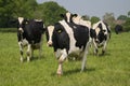 Holstein Friesians in a field Royalty Free Stock Photo