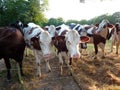 Holstein Frisian cows looking at the camera Royalty Free Stock Photo