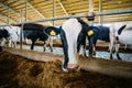 Holstein Frisian diary cow muzzle, close up Royalty Free Stock Photo