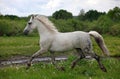 Holstein gray horse runs Royalty Free Stock Photo