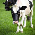 Holstein Heifer In Green Pasture