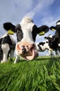 Holstein humor Royalty Free Stock Photo