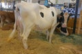 The Holstein is an international breed or group of breeds