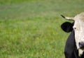 Holstein portrait Royalty Free Stock Photo