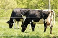 Holstein's black and white cows Charlton, Ma