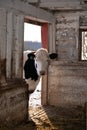 Holstein steer cow peaking into barn at farm.