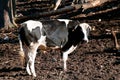 Holstein steer stand in the mud.