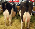 The Holstein udder is an international breed or group of breeds of dairy cattle