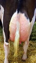 The Holstein udder is an international breed or group of breeds of dairy cattle