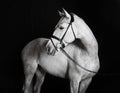 Holsteiner horse white against a black background