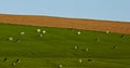 Holsteins Grazing Fields