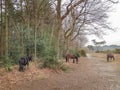 HOLT COUNTRY PARK