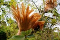Holttum`s Staghorn fern At Queen Sirikit Botanic garden