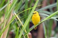 Holub`s golden weaver Ploceus xanthops, also called the African golden weaver sitting on the reed Royalty Free Stock Photo