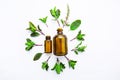 Holy Basil Essential Oil in a Glass Bottle with Fresh Holy Basil