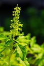 Holy basil flower Royalty Free Stock Photo