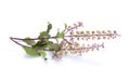 Holy basil,Basil flower, stalk and leaves isolated on a white Royalty Free Stock Photo