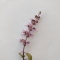 Holy basil flowers, Indian Tulsi herbs flowers