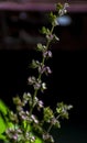 Holy Basil Flowers and Leaves on Dark Background