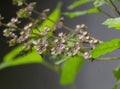 Holy Basil Flowers and Leaves before seeding process