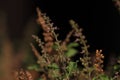 Holy basil in garden with blur background. Royalty Free Stock Photo