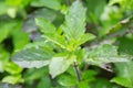 Holy Basil herbal leaf plant. Royalty Free Stock Photo