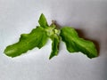 Holy basil Royalty Free Stock Photo