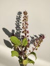 Holy basil or Indian Tulsi plant seeds, flowers and leaves Royalty Free Stock Photo