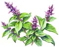 The Holy basil is isolated on a white background.