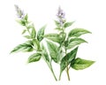 The Holy basil is isolated on a white background.