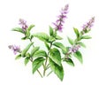 The Holy basil is isolated on a white background.