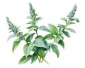 The Holy basil is isolated on a white background.