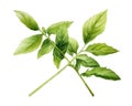 The Holy basil is isolated on a white background.