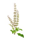 Holy basil isolated on white background Royalty Free Stock Photo