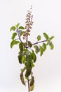 Holy basil Krishna Tulasi sprig on a white background