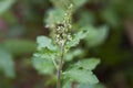 Holy basil leaf plant herbal remedy