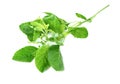 Holy Basil leaf or thai basil or Ocimum sanctum isolated on white background ,Green leaves pattern Royalty Free Stock Photo
