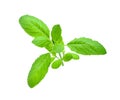 Holy Basil leaf or thai basil or Ocimum sanctum isolated on white background ,Green leaves pattern Royalty Free Stock Photo