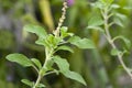 Holy basil leaf plant herbal remedy
