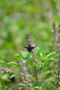 Holy Basil (Ocimum sanctum) Royalty Free Stock Photo