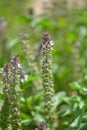 Holy Basil (Ocimum sanctum) Royalty Free Stock Photo