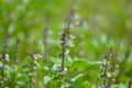 Holy Basil (Ocimum sanctum) Royalty Free Stock Photo