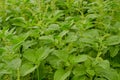 Holy Basil (Ocimum sanctum)