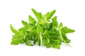 Holy Basil,Ocimum sanctum isolate on white background Royalty Free Stock Photo