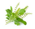 Holy Basil,Ocimum sanctum on white background