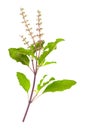 Holy Basil or Ocimum Sanctum on White Background