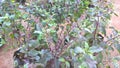 Holy basil, Ocimum tenuiflorum also called tulsi plant closeup view for multipurpose use Royalty Free Stock Photo